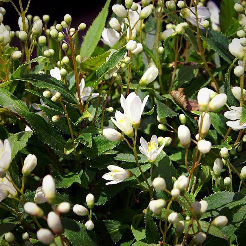 Deutzia gracilis 'Nikko' Potted Deutzia Bush