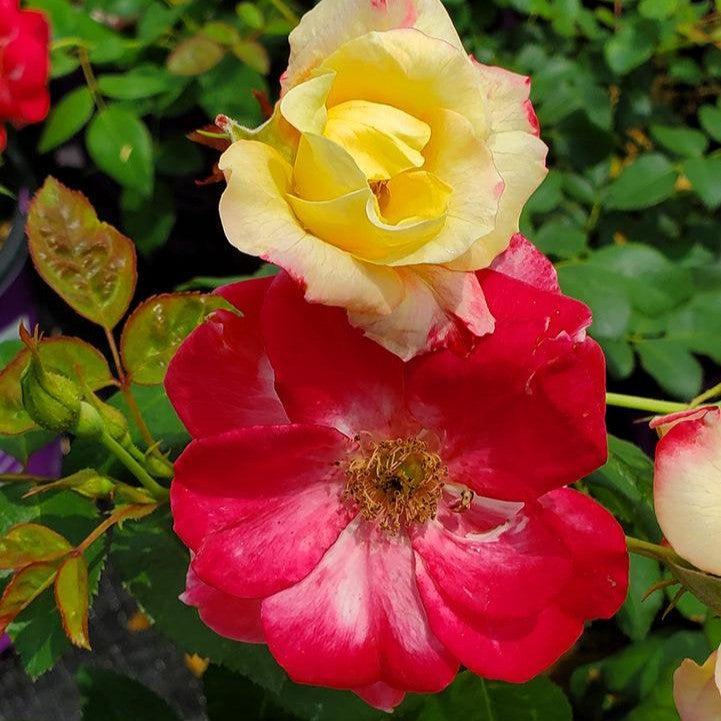 Rosa 'CA 29' - Campfire Rose