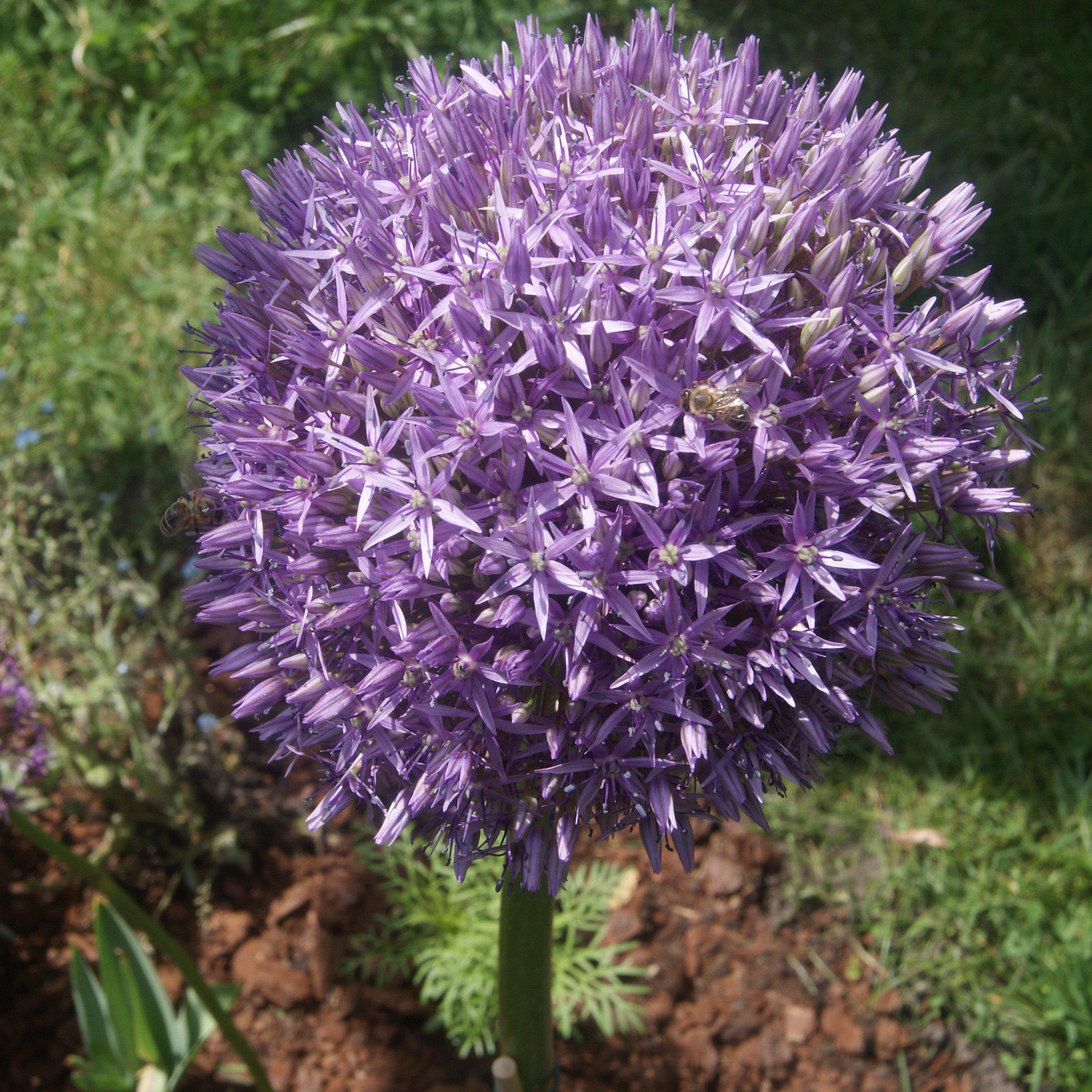 Allium 'Globemaster' Potted Ornamental Onion Plant