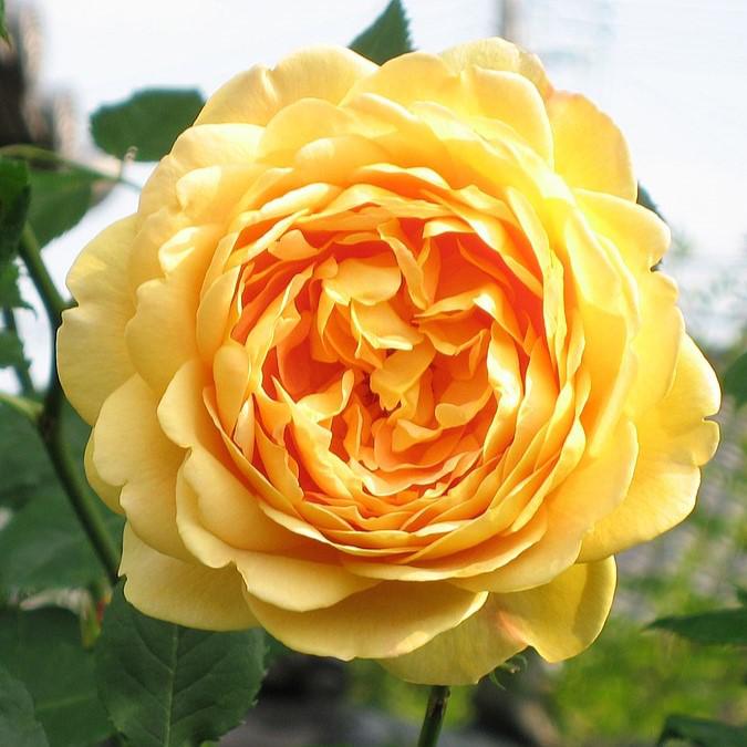 David Austin® Golden Celebration® Potted Rose Bush