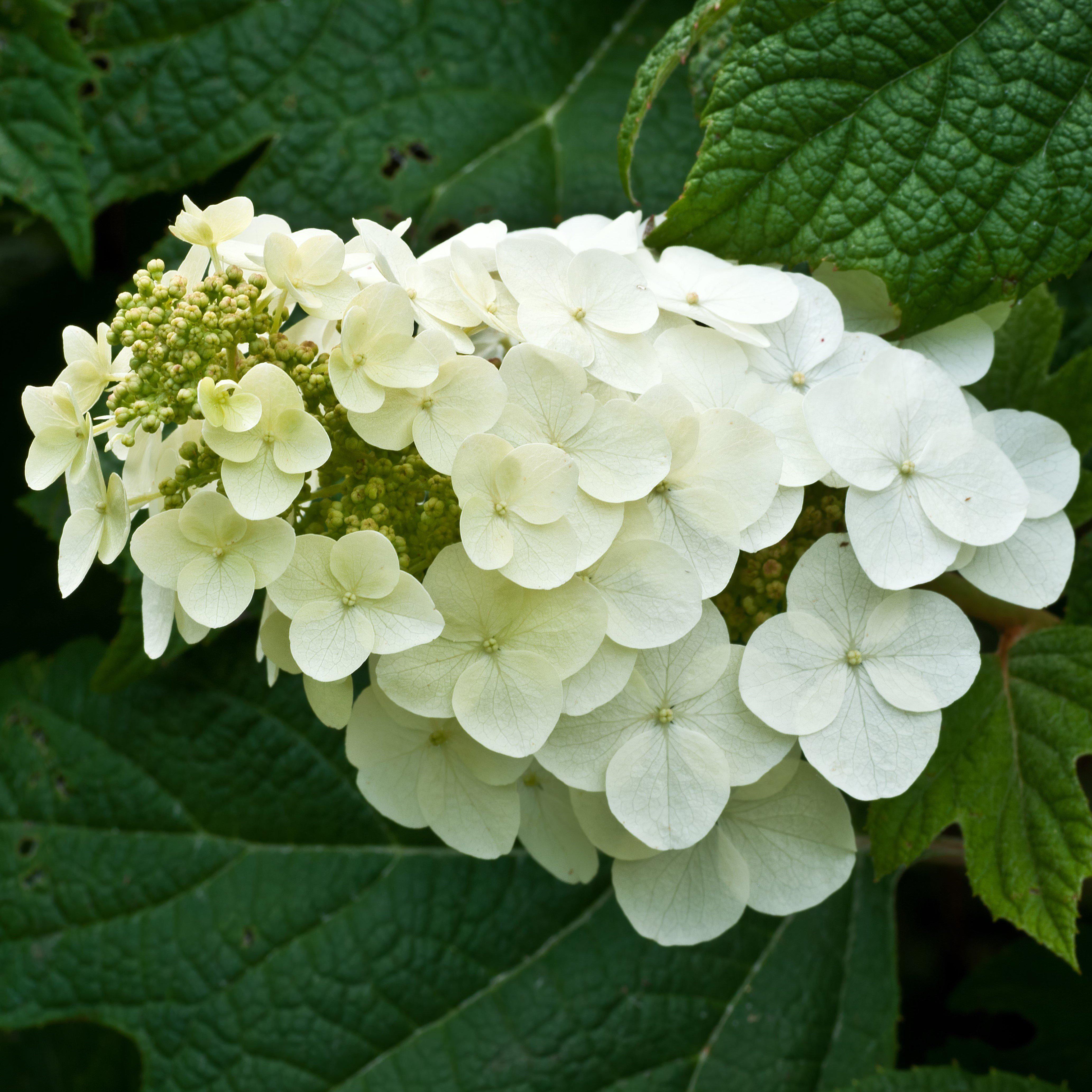 Hydrangea Alice Potted Oakleaf Hydrangea Bush