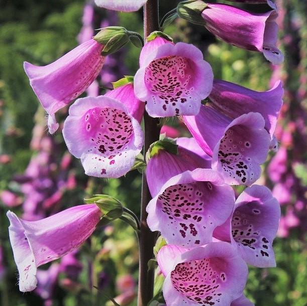Foxglove Dalmatian Purple Potted Foxglove Plant