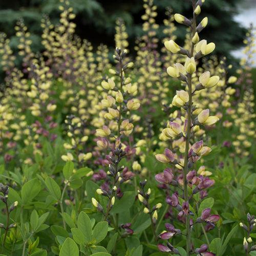 Proven Winners® Baptisia Deluxe Pink Lemonade Potted False Indigo Plant