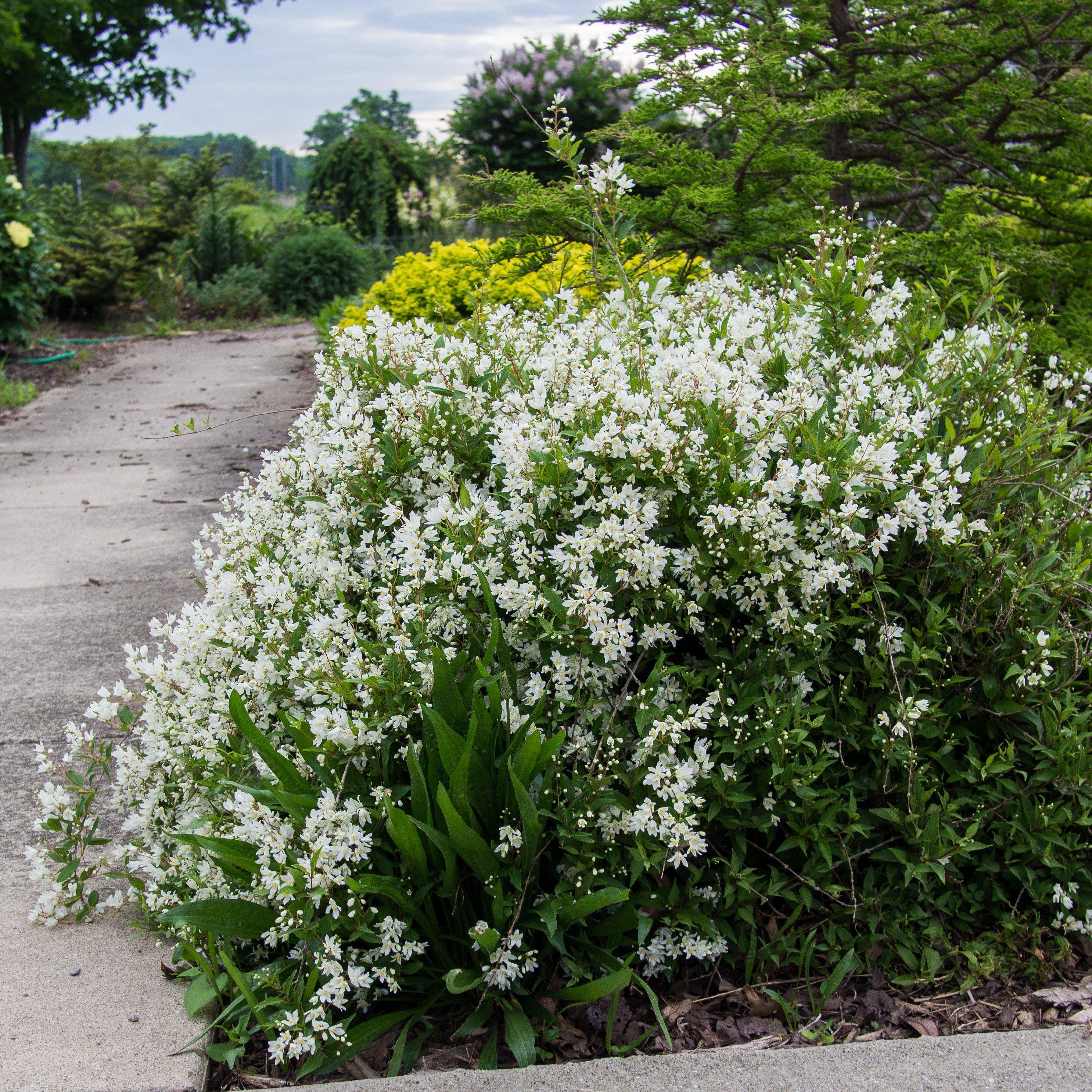 Deutzia gracilis 'Nikko' Potted Deutzia Bush