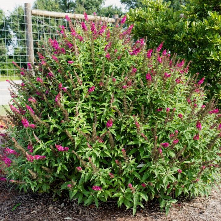 Butterfly Bush Funky Fuchsia™ Potted Butterfly Bush Plant