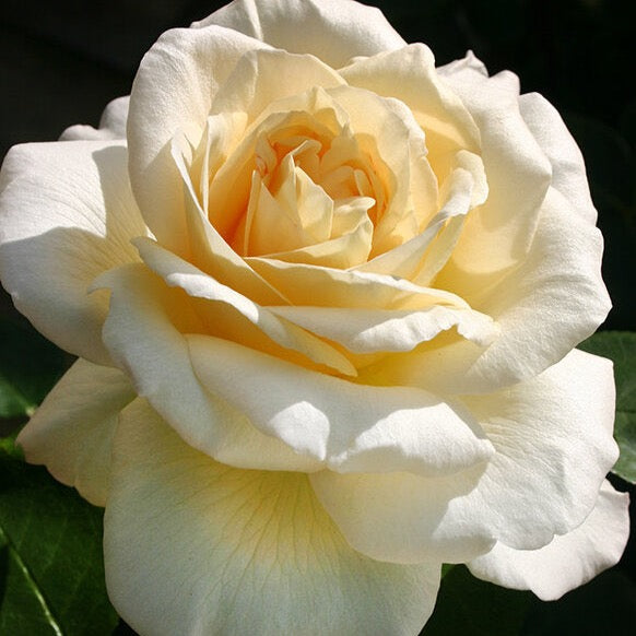 Eleganza® La Perla™ Bare Root Rose Bush