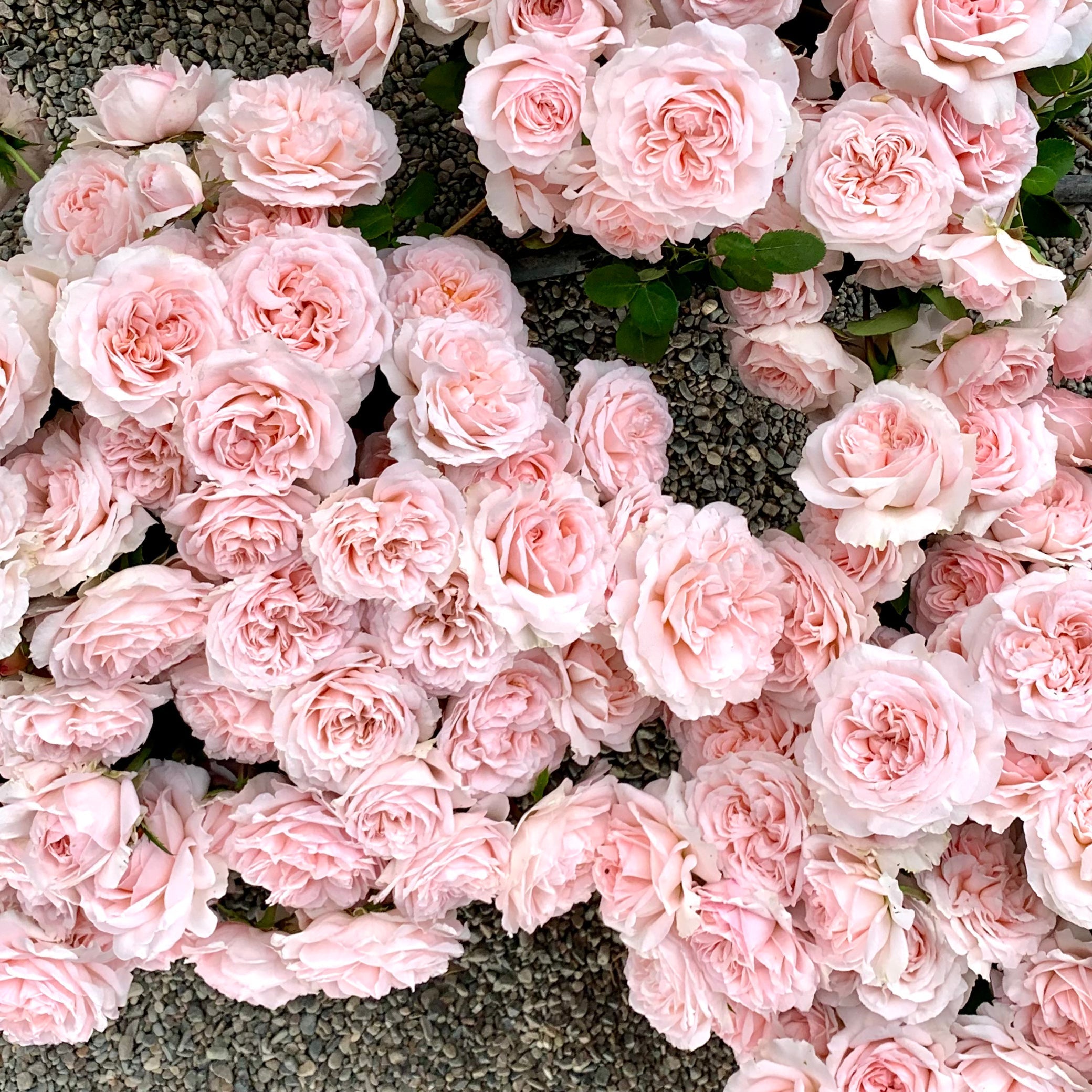 David Austin® The Lady Gardener® Potted Rose Bush