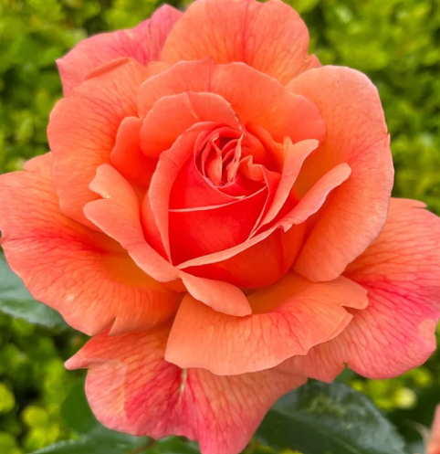 Lady Emily Bare Root Rose Bush