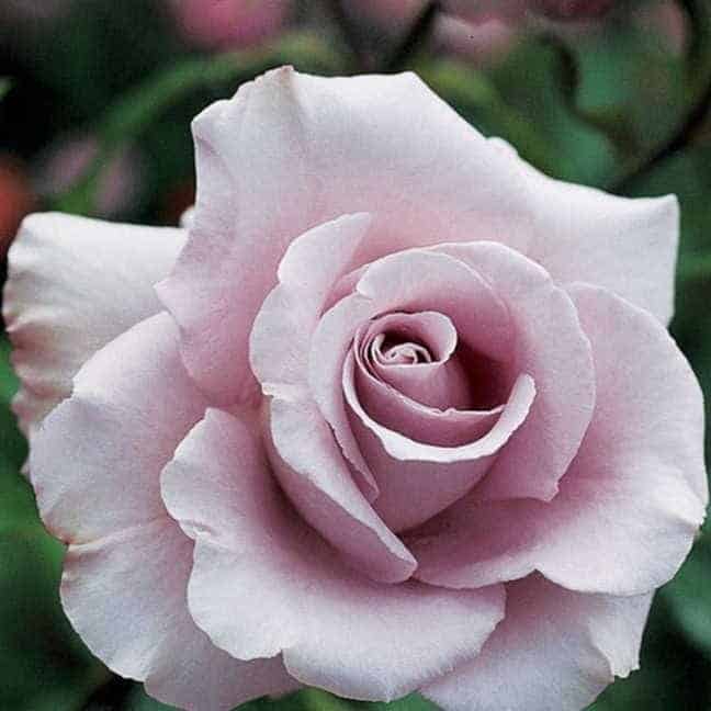 Lagerfeld® Potted Rose Bush