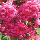 Arborose® Laguna™ Climbing Bare Root Rose