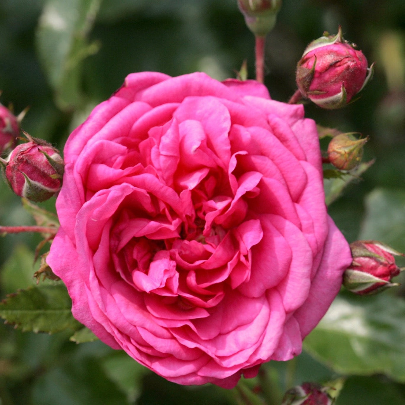 Laguna Climbing Rose | Pink Climbing Rose