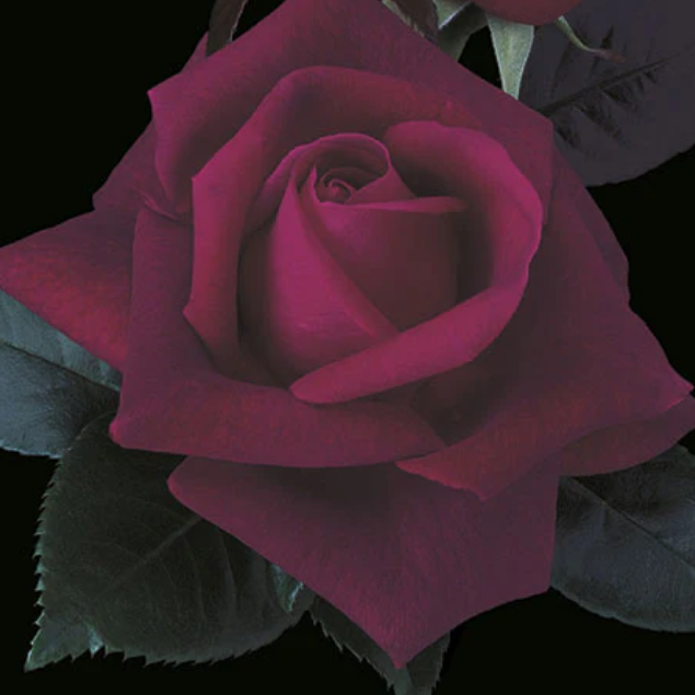 Lasting Love® Potted Rose Bush