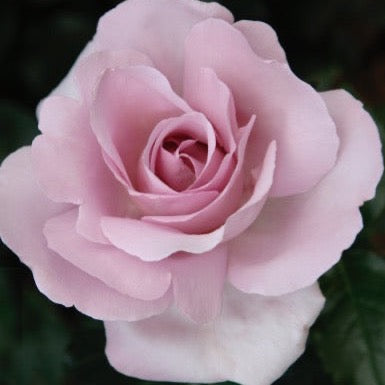 Le Petit Prince™ Potted Rose Bush