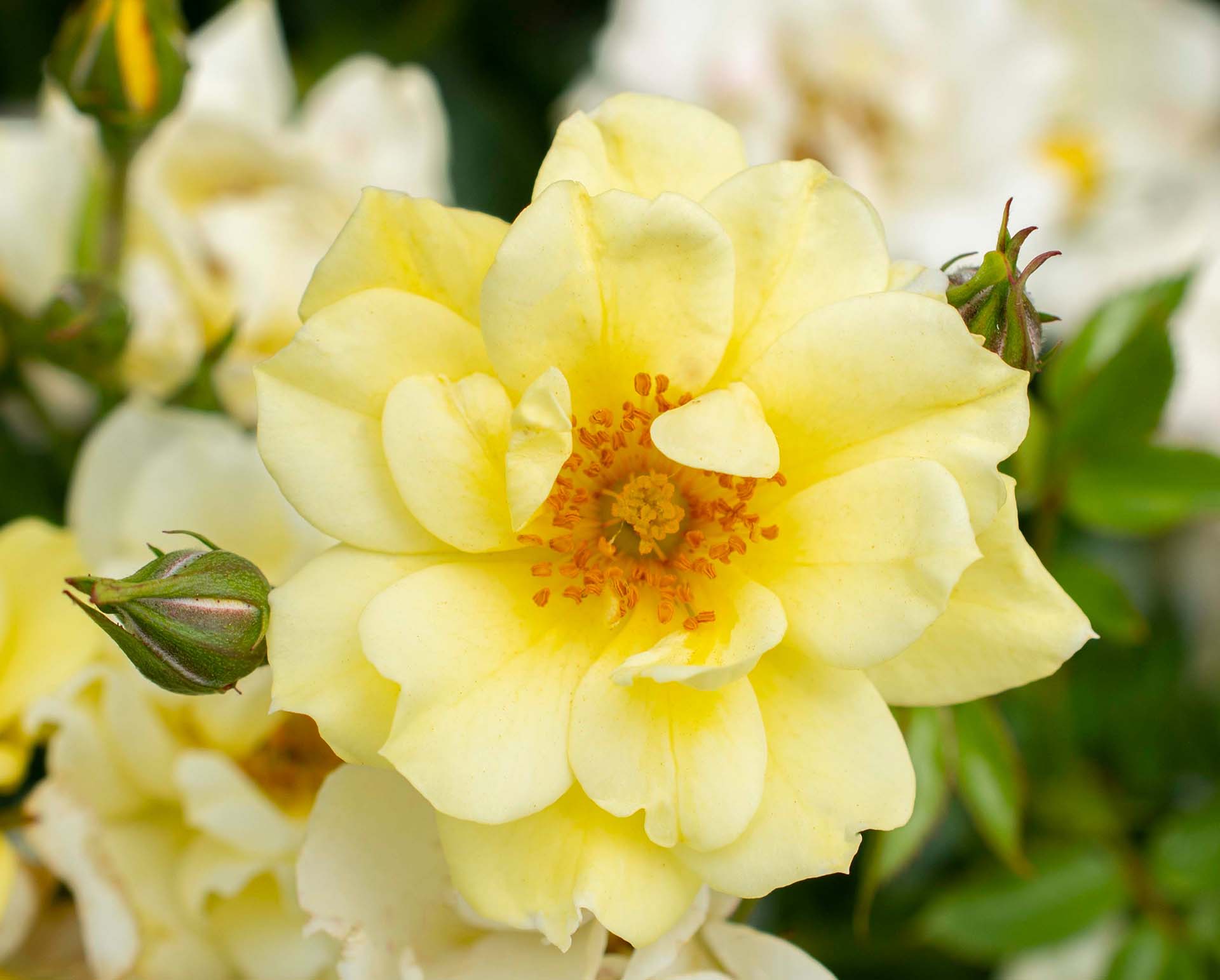 Ribbons of Roses™ Bundles of Bare Root Roses - Lemon Drift® - Pack of 10