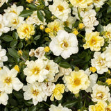 Lemon Drift® Potted Rose Bush