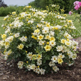 Lemon Drift® Potted Rose Bush