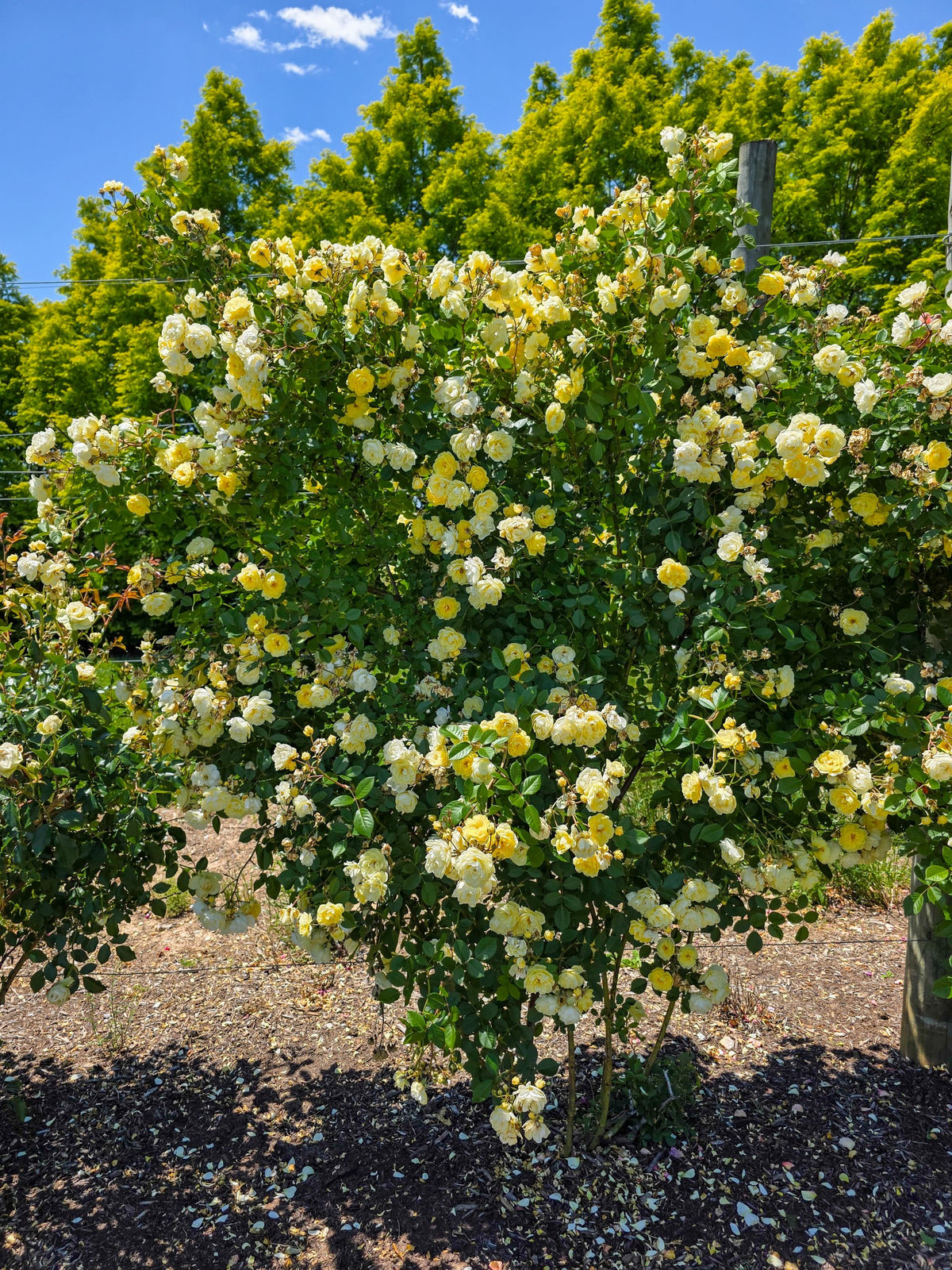 Lemon Frost™ Bare Root Climbing Rose