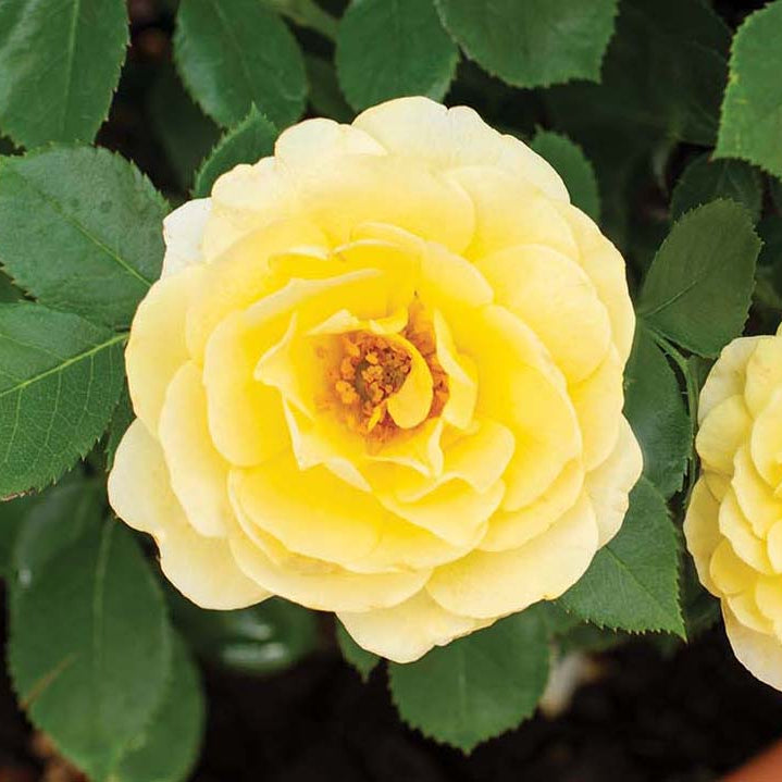 Lemon Sunblaze® Potted Rose Bush