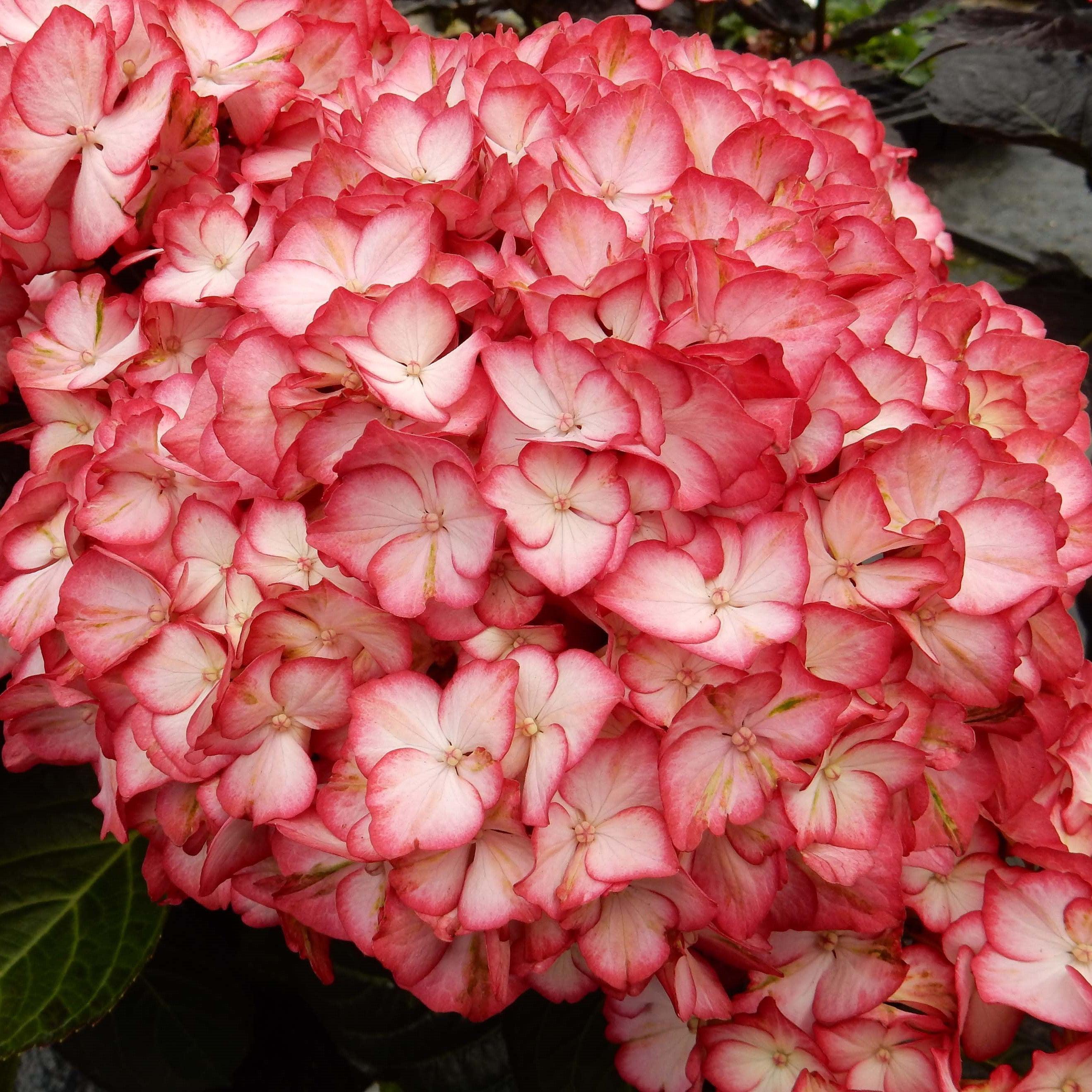 Hydrangea Bloomin' Easy® Kimono Potted Bigleaf Hydrangea Bush