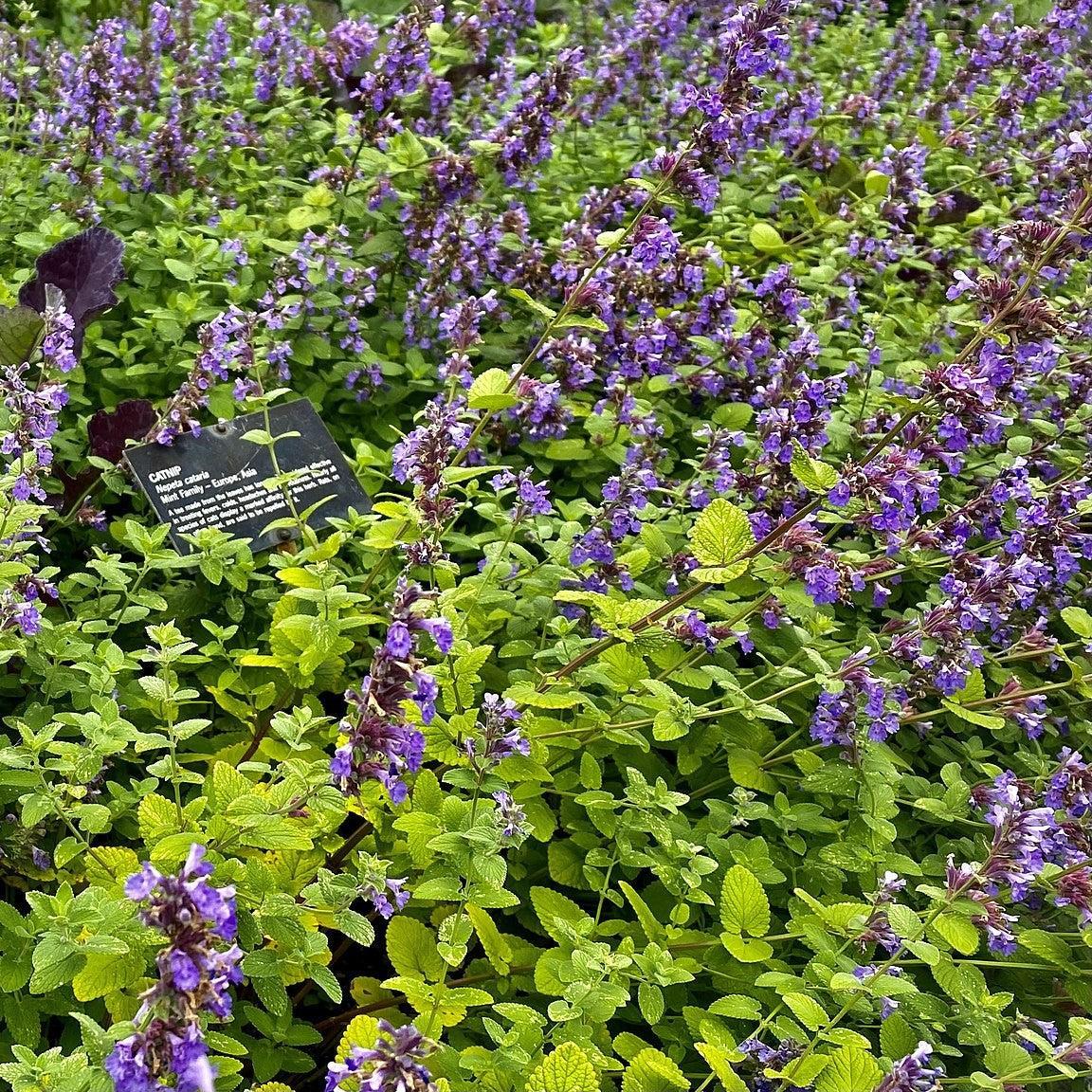 Nepeta cataria - Catnip
