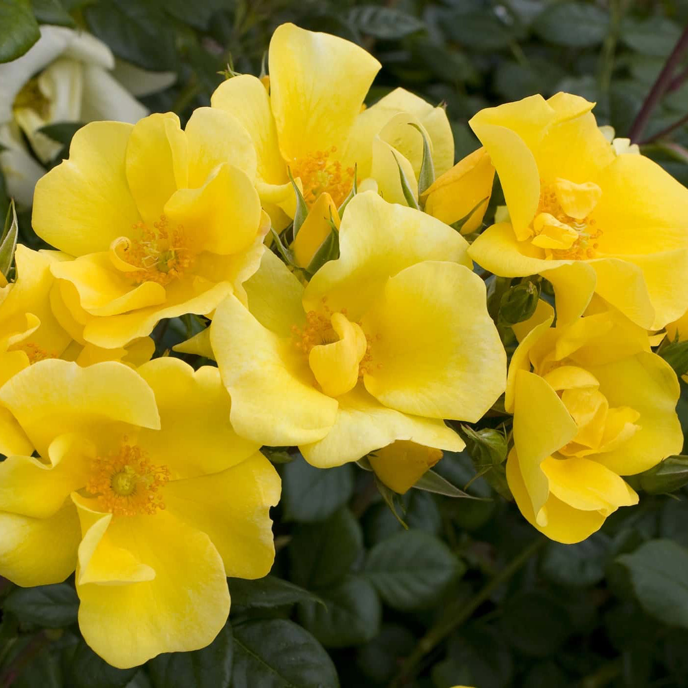 Ribbons of Roses™ Bundles of Bare Root Roses - Limoncello™ - Pack of 10
