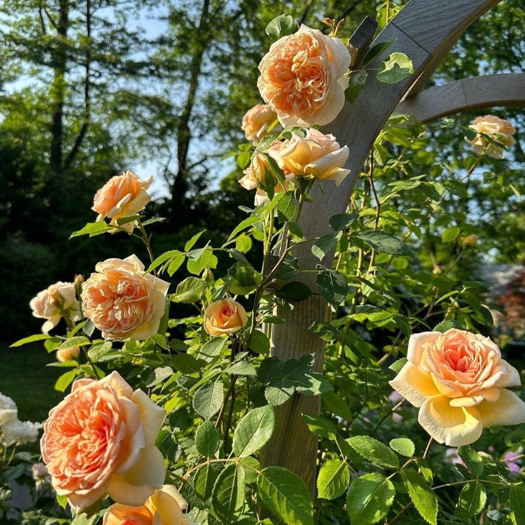 David Austin® Bathsheba® Potted Rose Bush