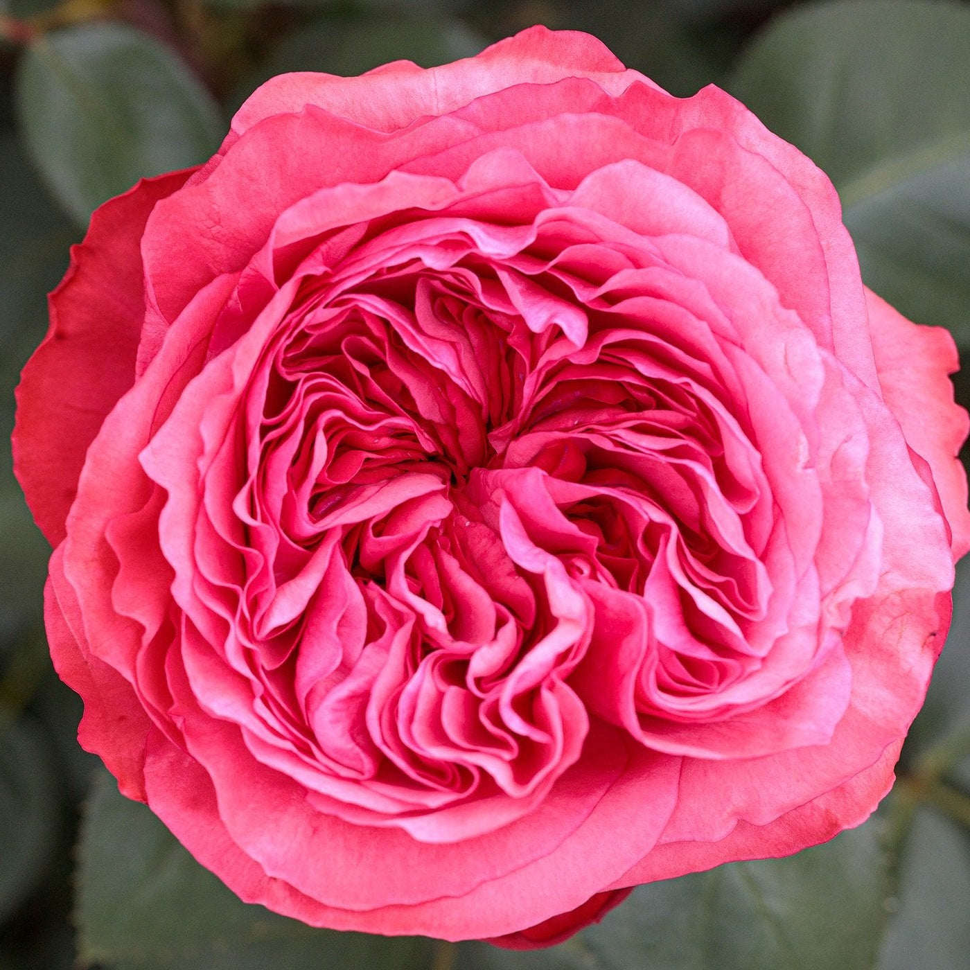 Loves Me, Loves Me Not™ Bare Root Rose Bush