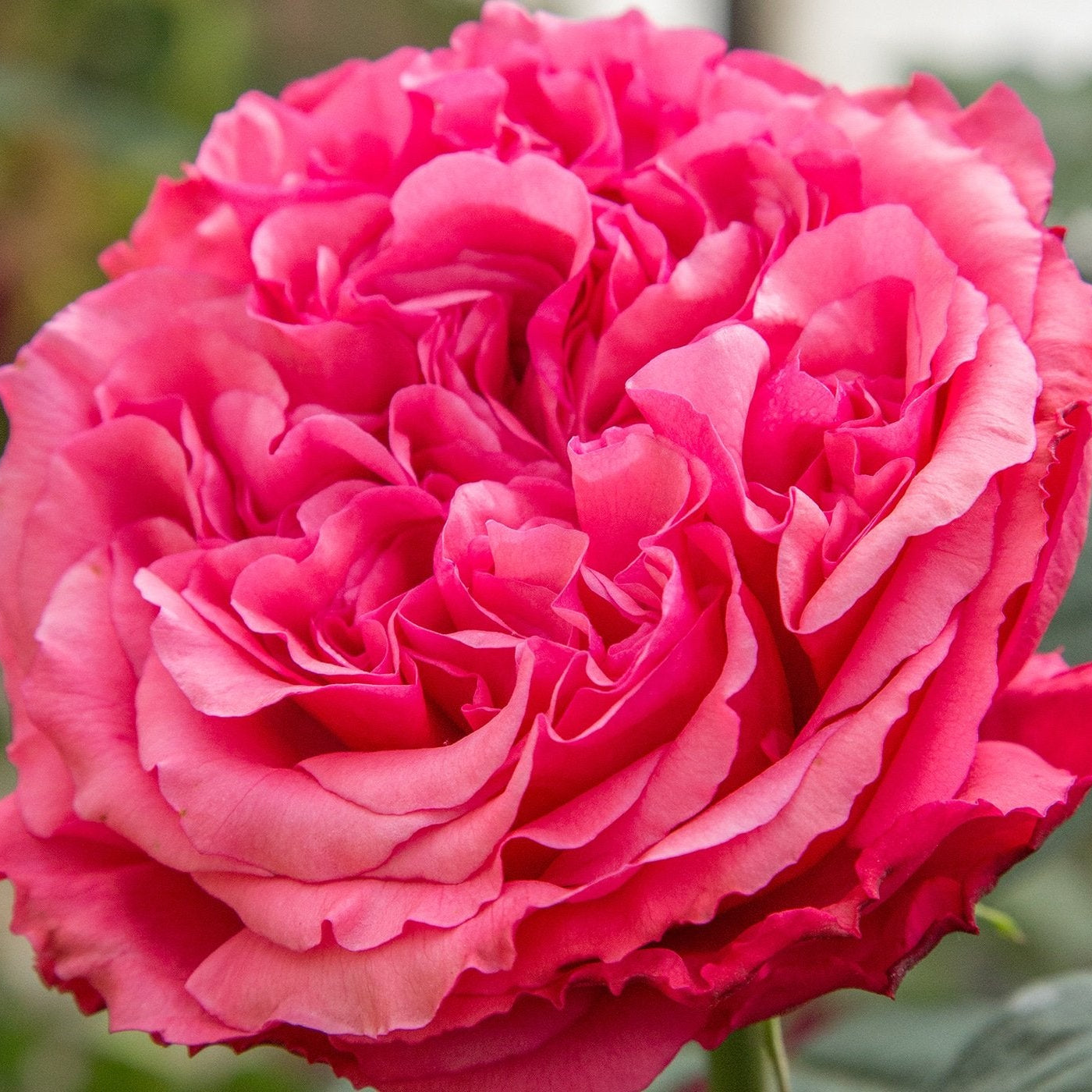 Loves Me, Loves Me Not™ Potted Rose Bush