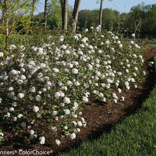 Proven Winners® Viburnum carlesii Spice Baby™ Potted Koreanspice Viburnum Bush