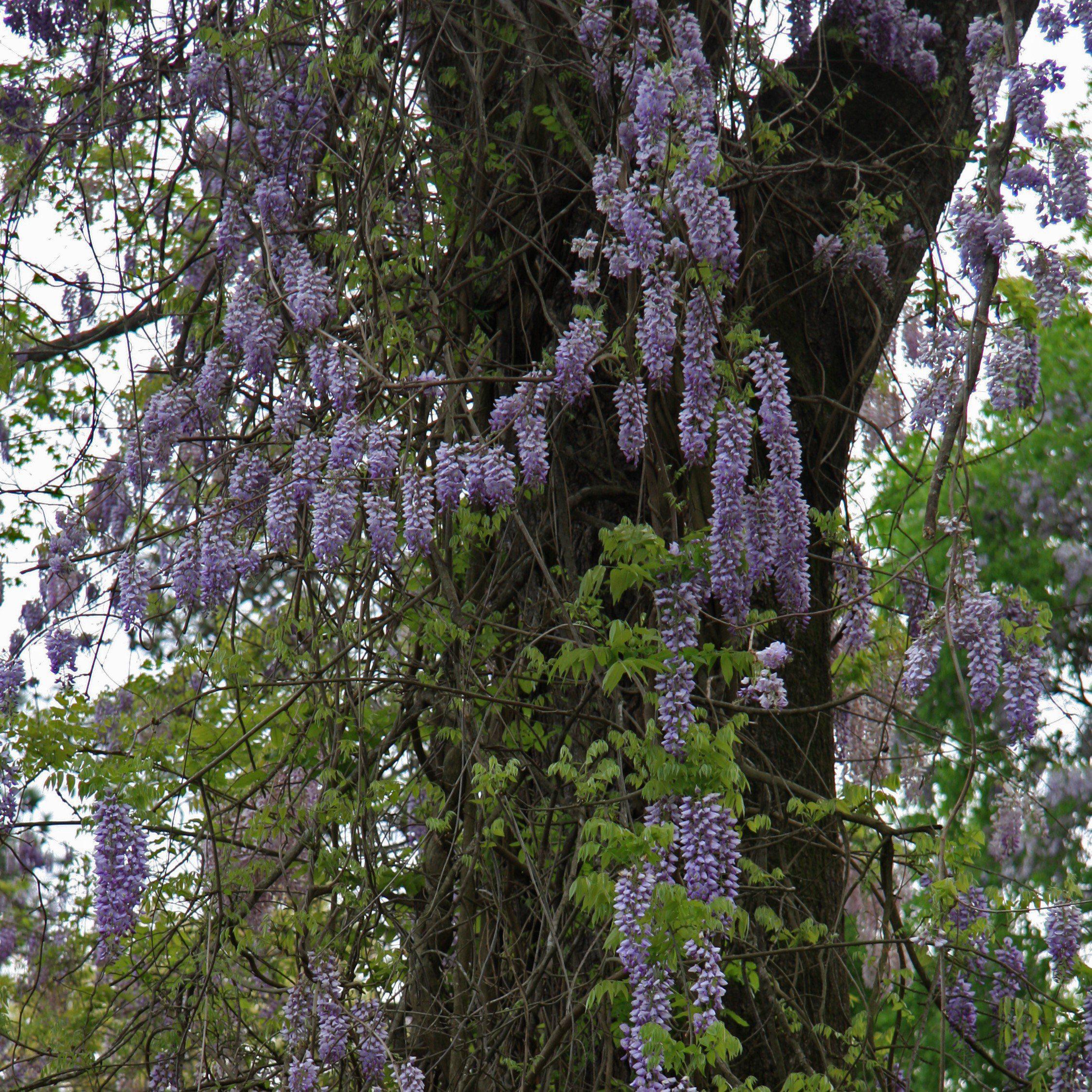 Wisteria 'Amethyst Falls' Potted Wisteria Plant