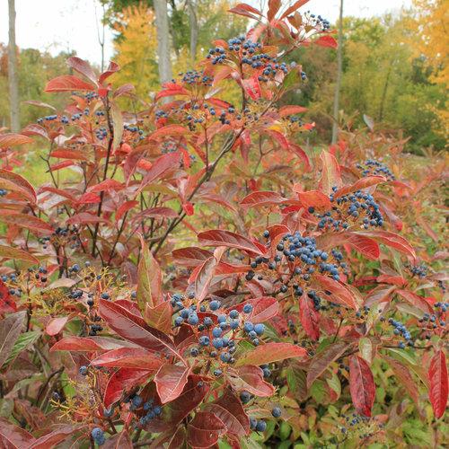 Proven Winners® Viburnum Brandywine™ Potted Viburnum Bush