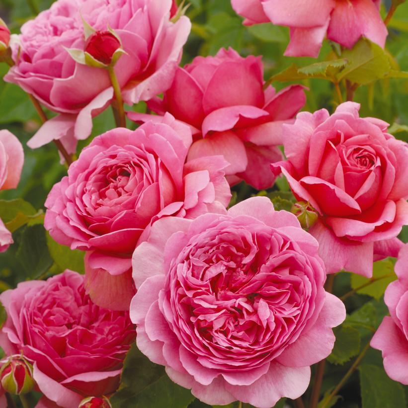 David Austin® Princess Alexandra of Kent Potted Rose Bush