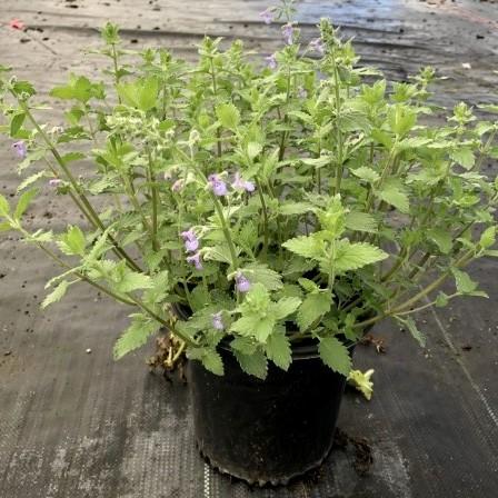 Catmint Junior Walker™ Potted Catmint Plant