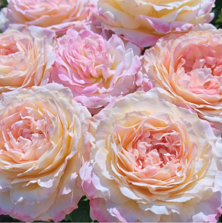 Matrimony™ Bare Root Rose Bush