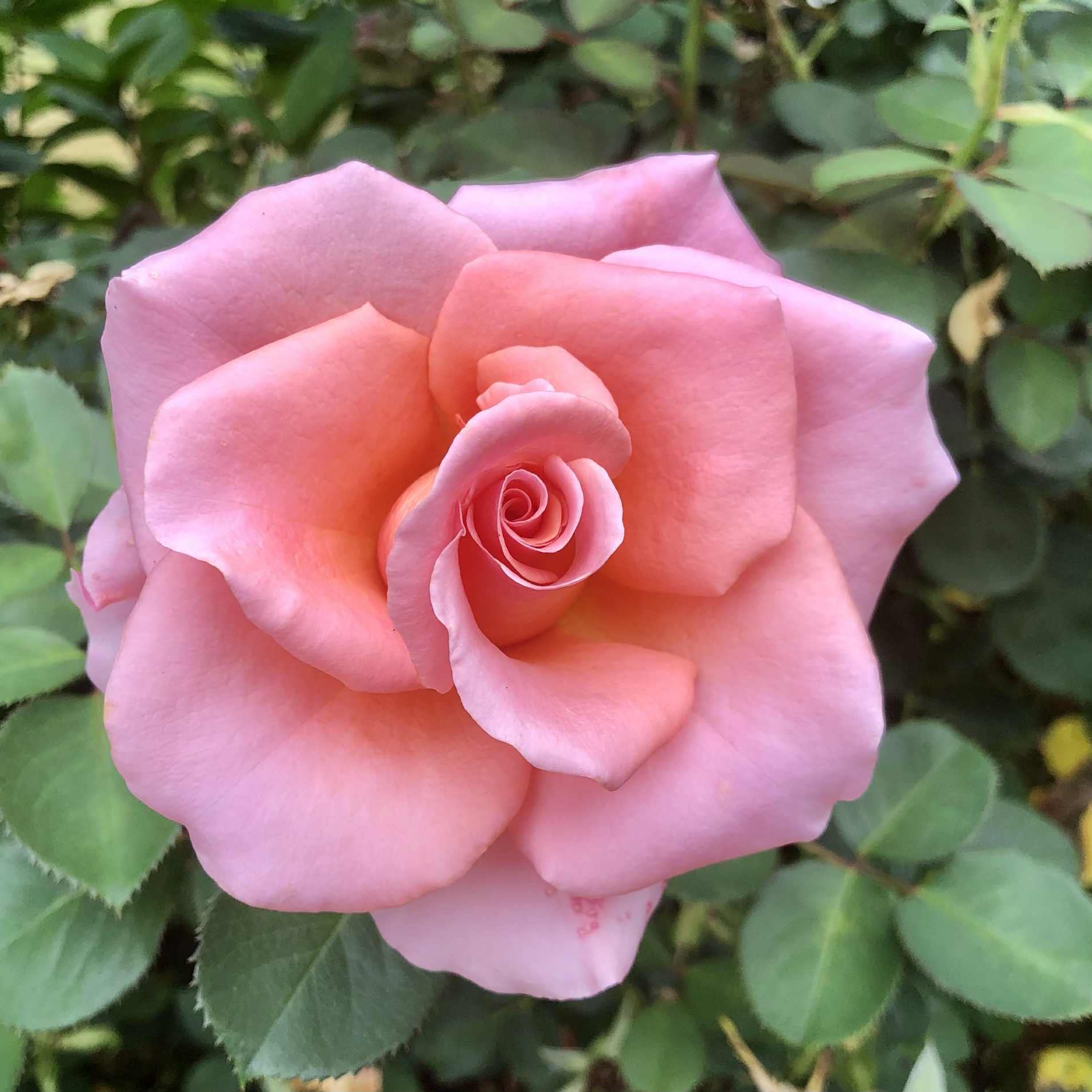 Royal City Bare Root Rose Bush