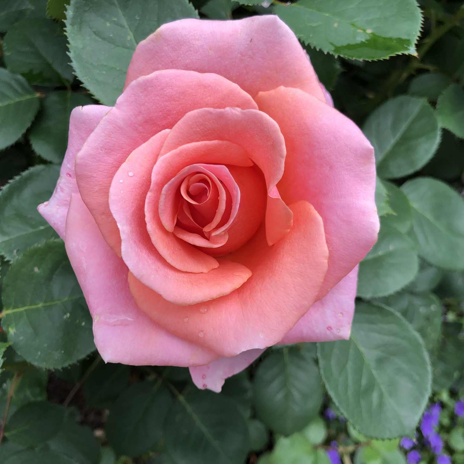 Royal City Bare Root Rose Bush