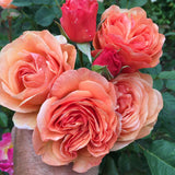 Peach Glory Bare Root Rose Bush