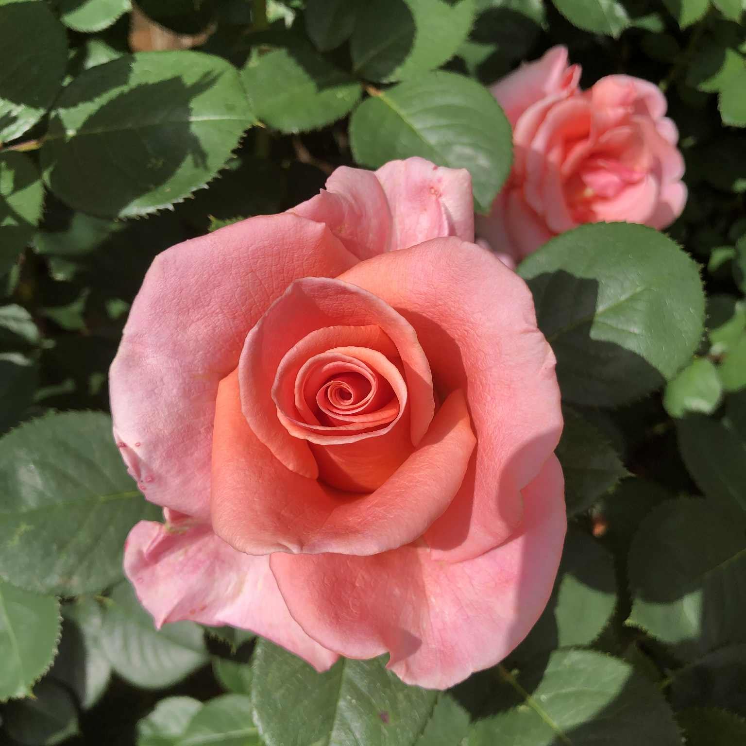 Royal City Bare Root Rose Bush