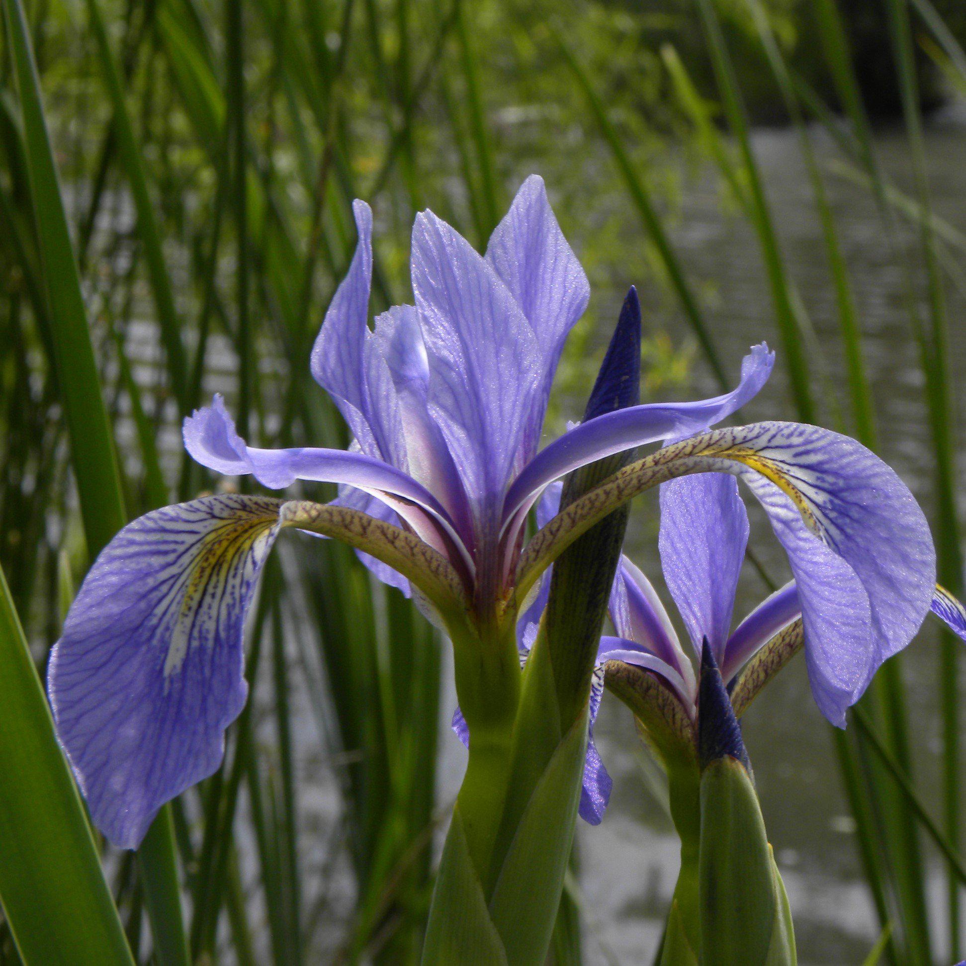 Iris versicolor Potted Blue Flag Iris Plant