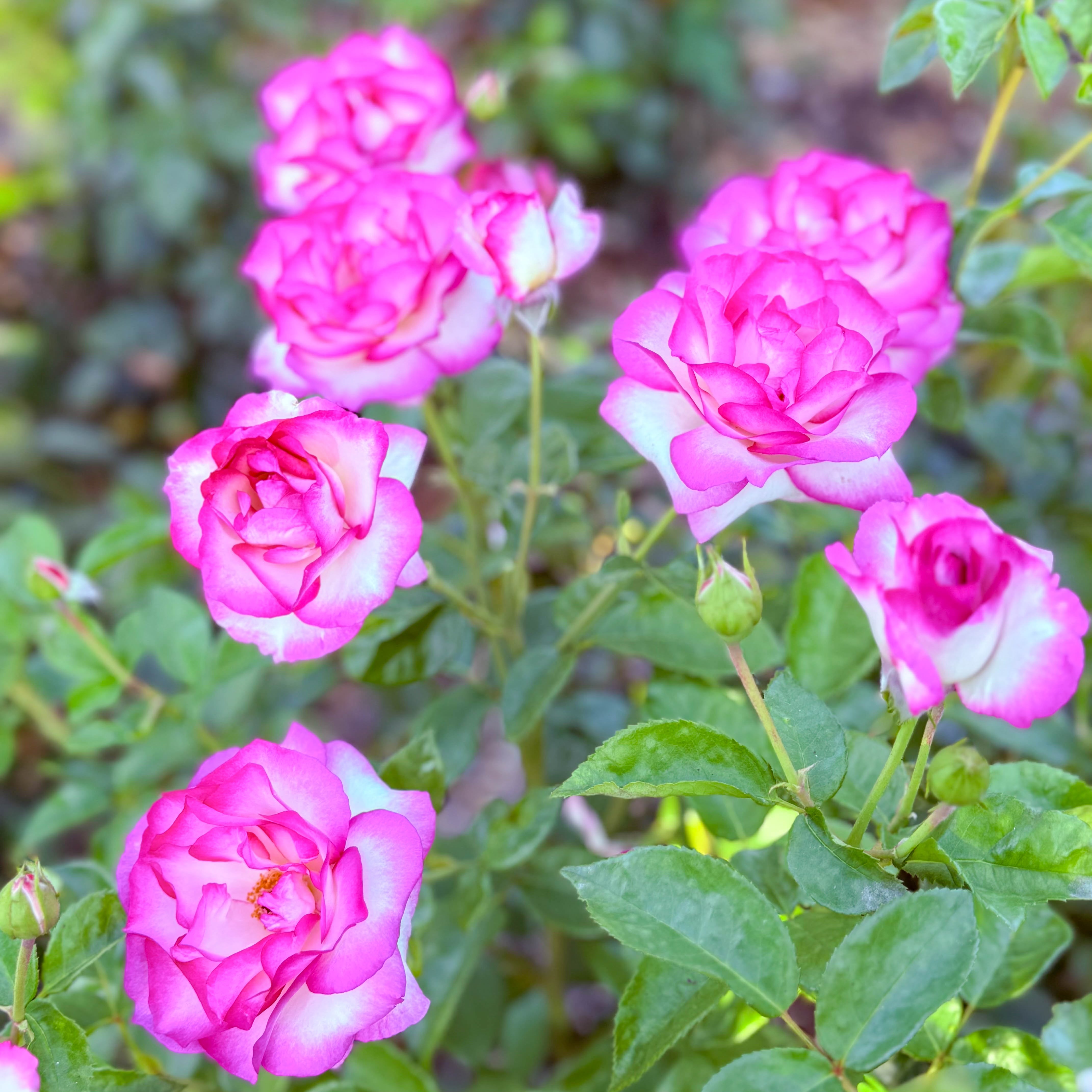 Miss Congeniality™ Bare Root Tree Rose