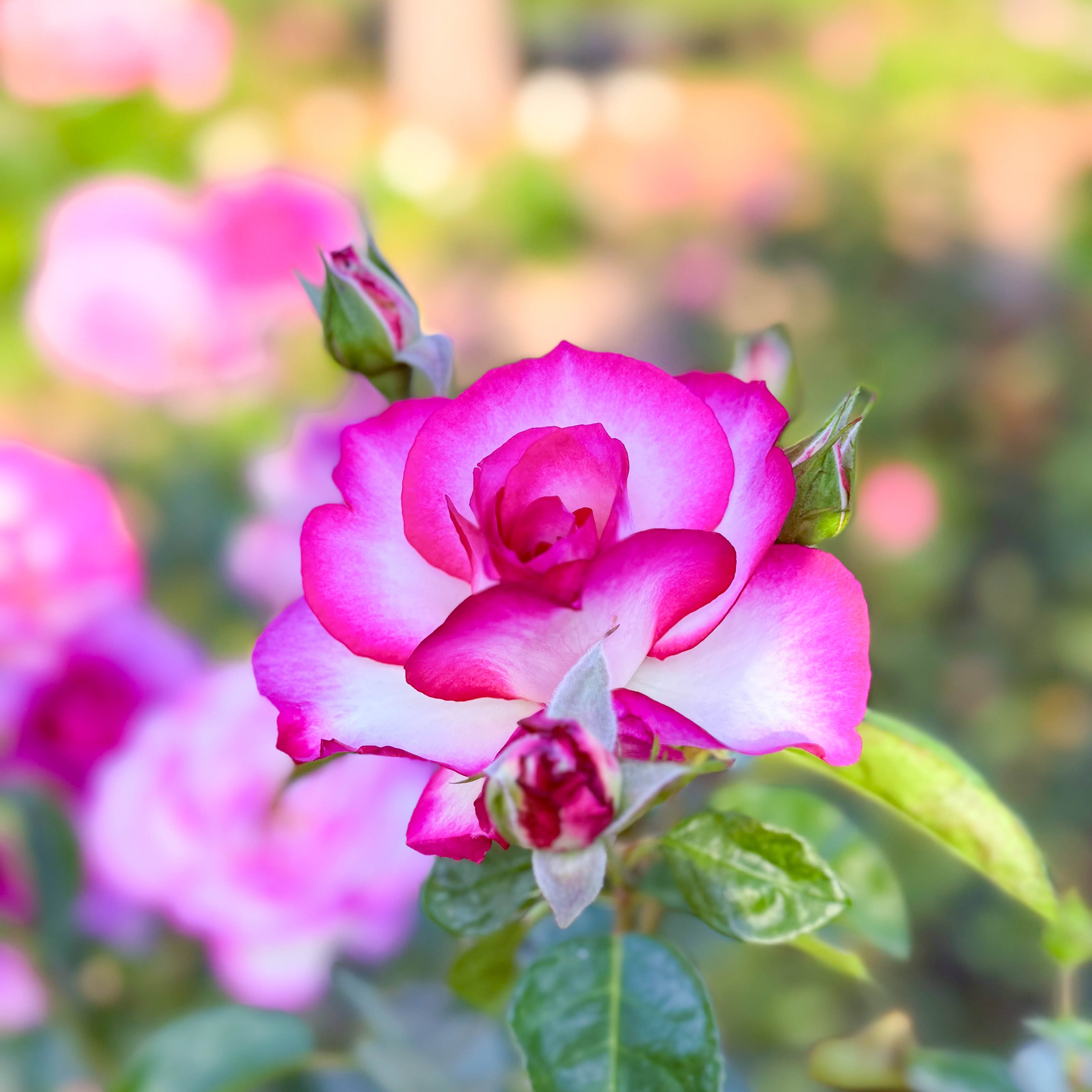 Miss Congeniality™ Bare Root Tree Rose