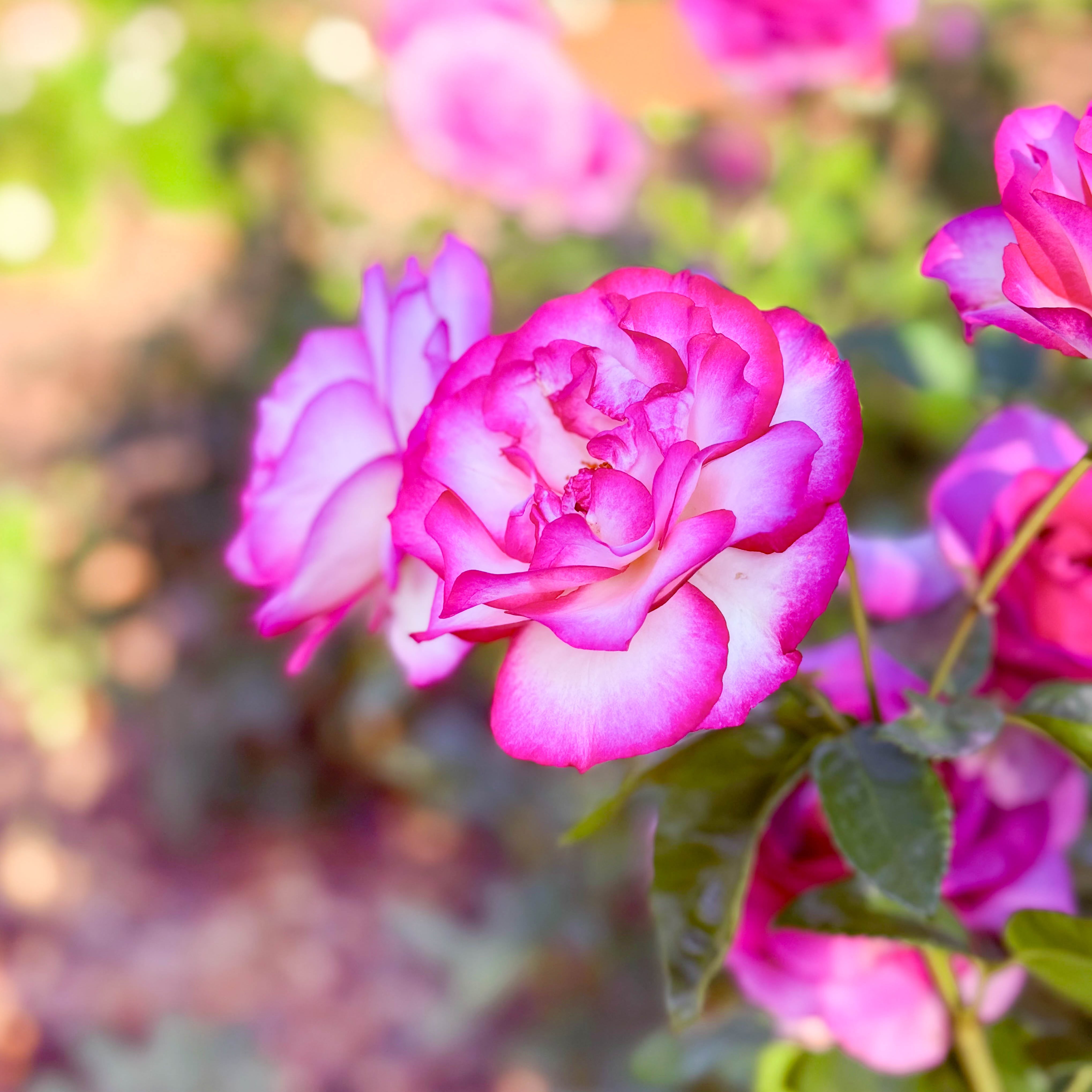 Miss Congeniality™ Bare Root Tree Rose