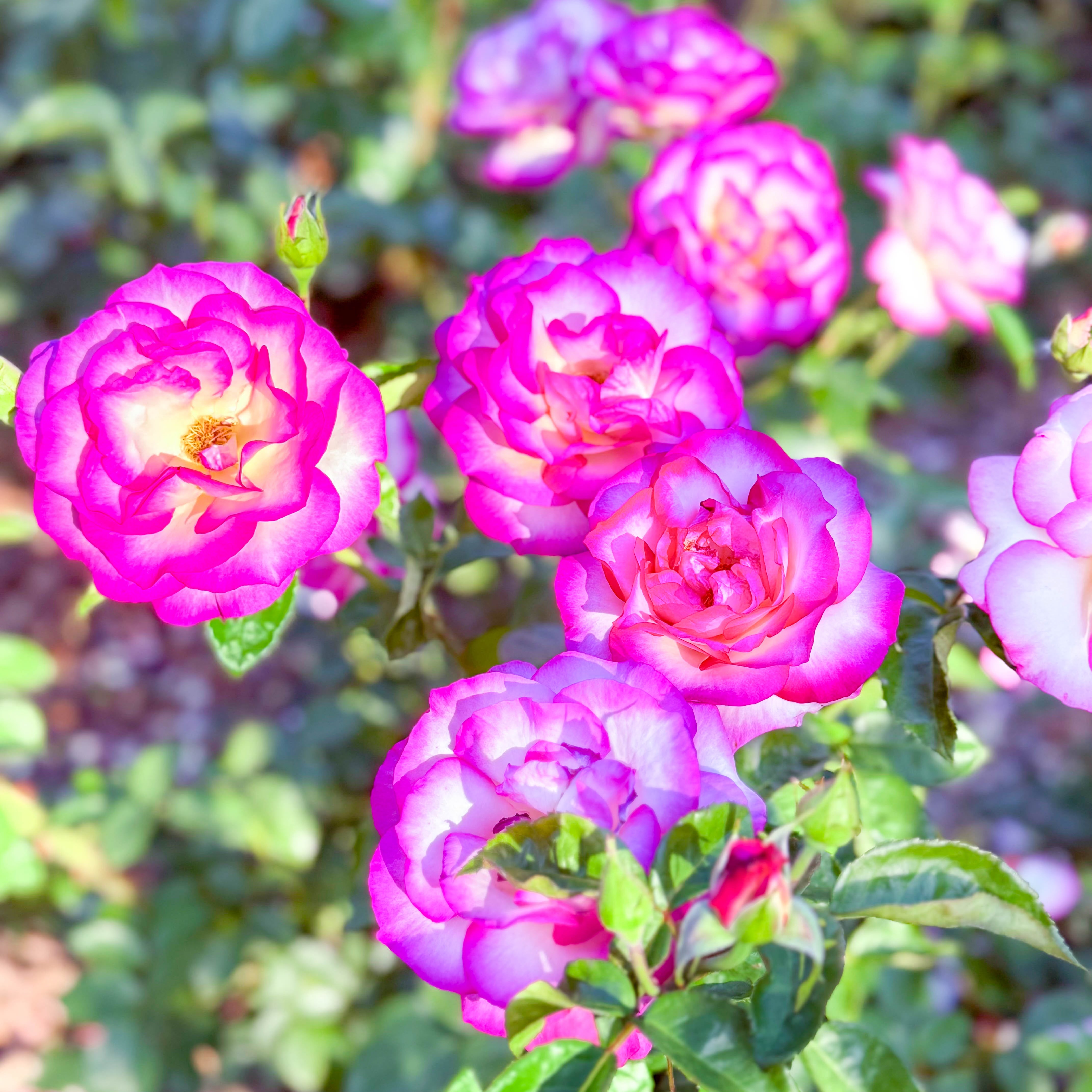 Miss Congeniality™ Bare Root Tree Rose