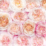 Miyabi Cha™ Bouquet