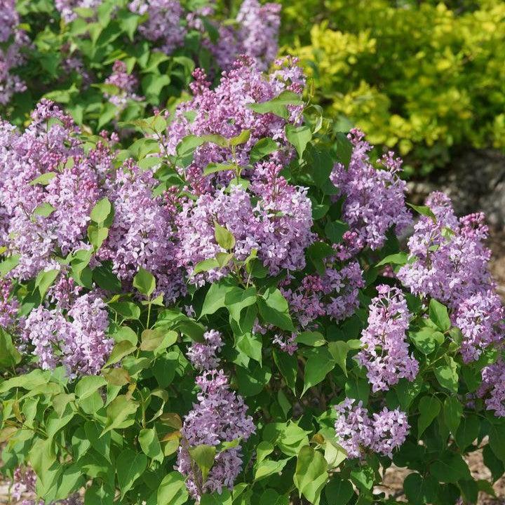 Lilac Scentara® Pura Potted Lilac Bush