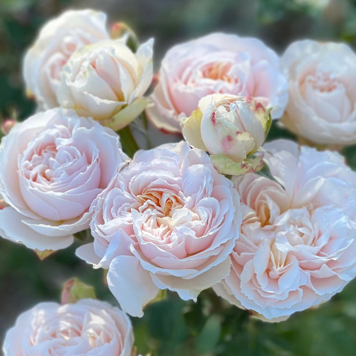 Moonlight in Paris™ Bare Root Rose