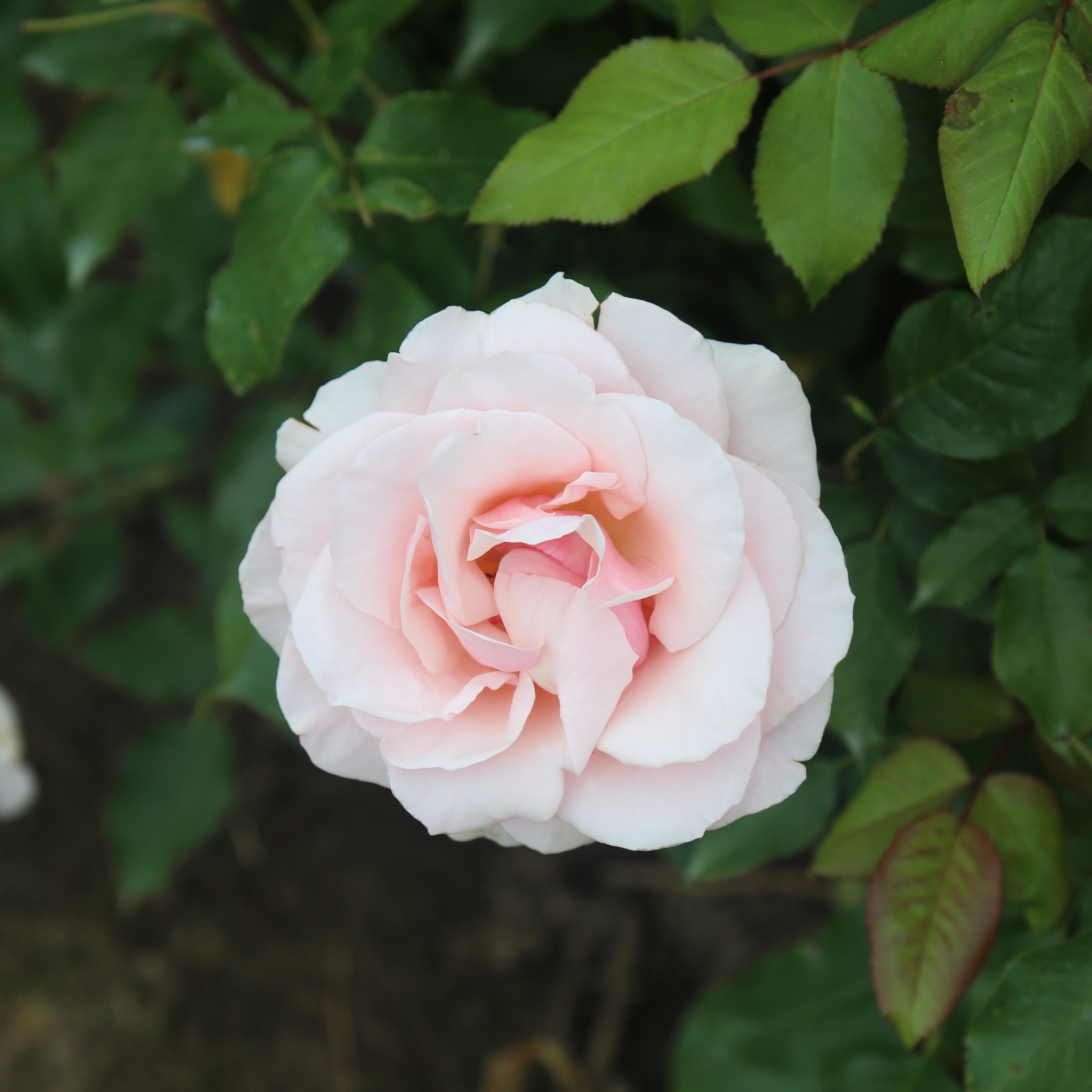 Mother of Pearl® Bare Root Rose Bush