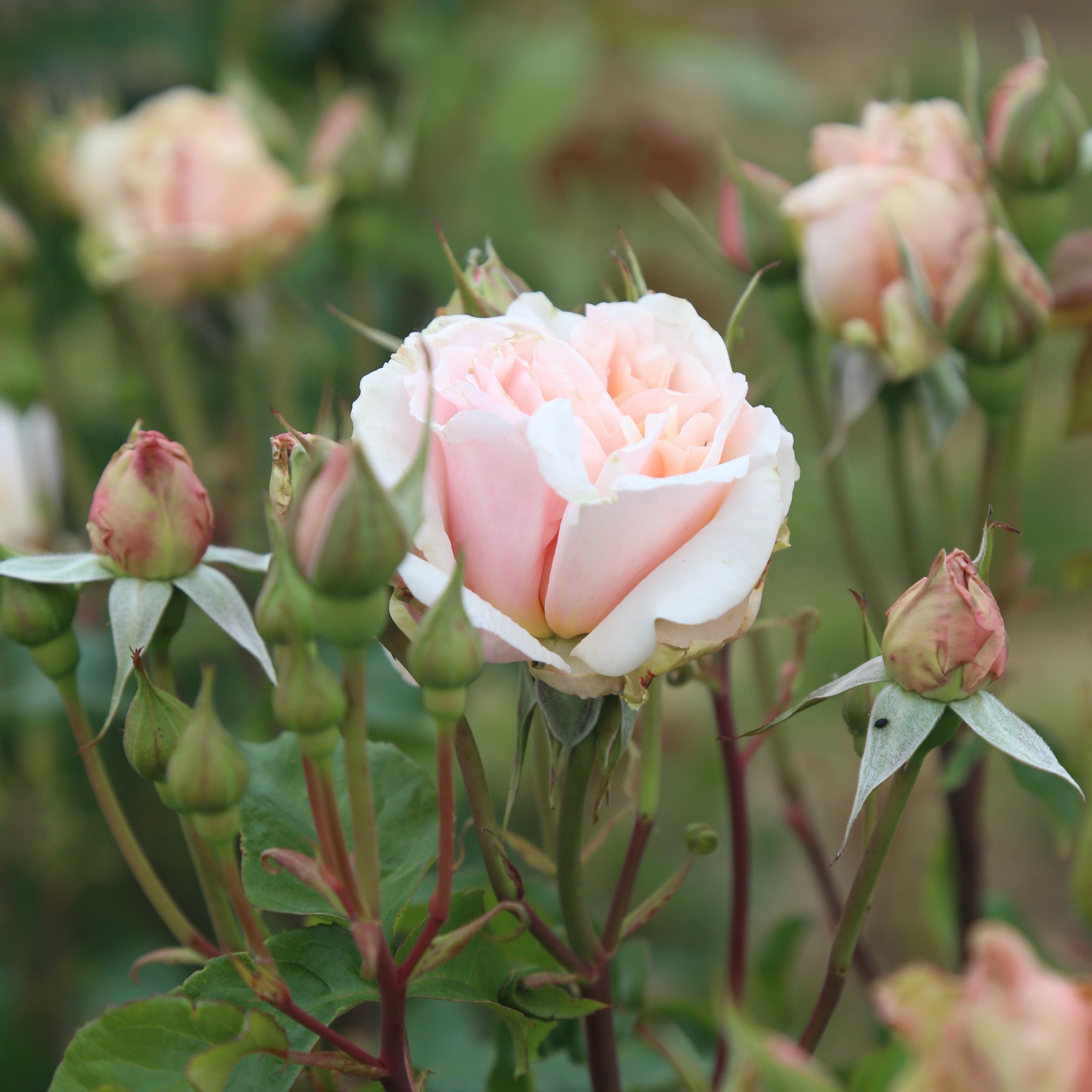 Mother of Pearl® Bare Root Rose Bush