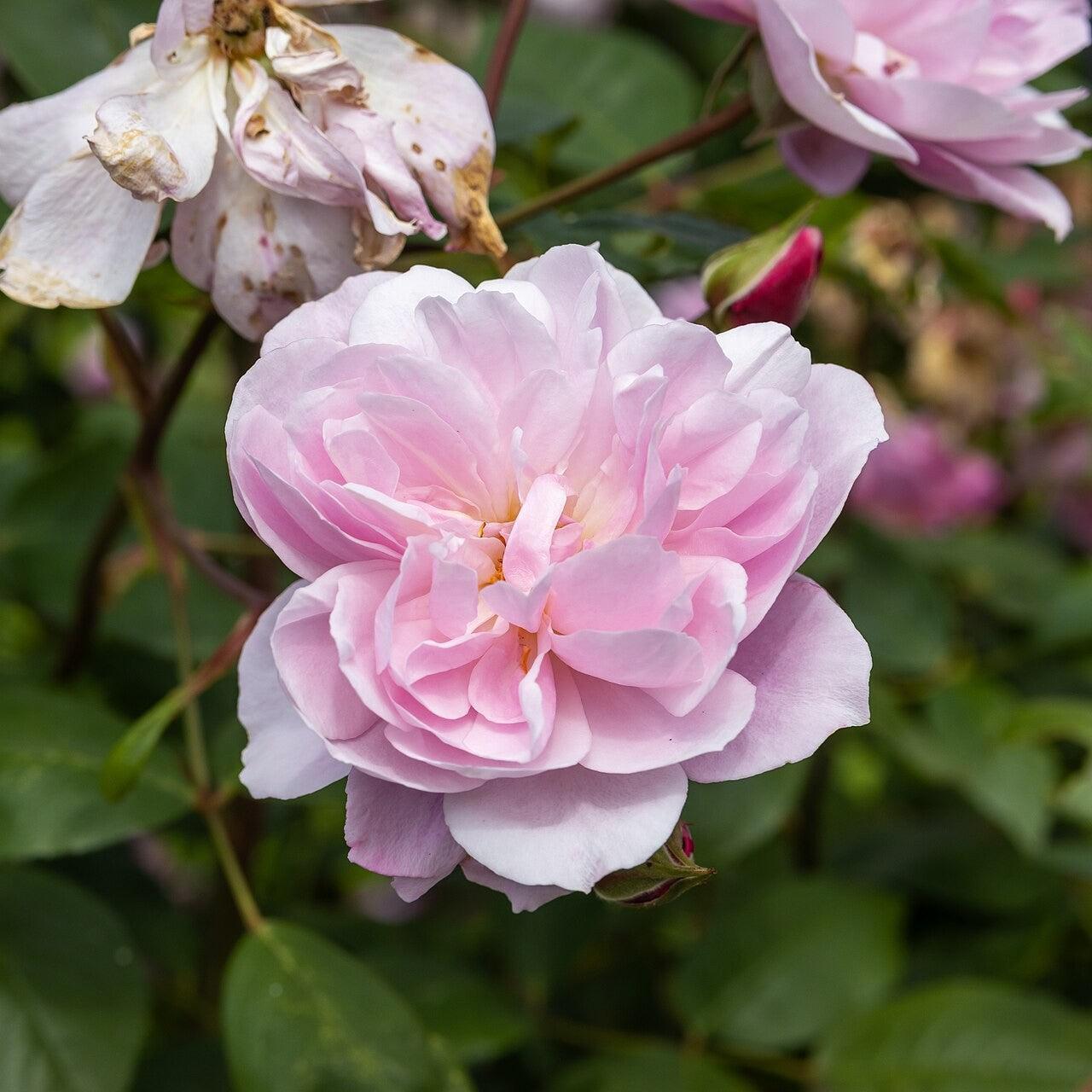 David Austin® Mary Delany® Potted Climbing Rose Bush