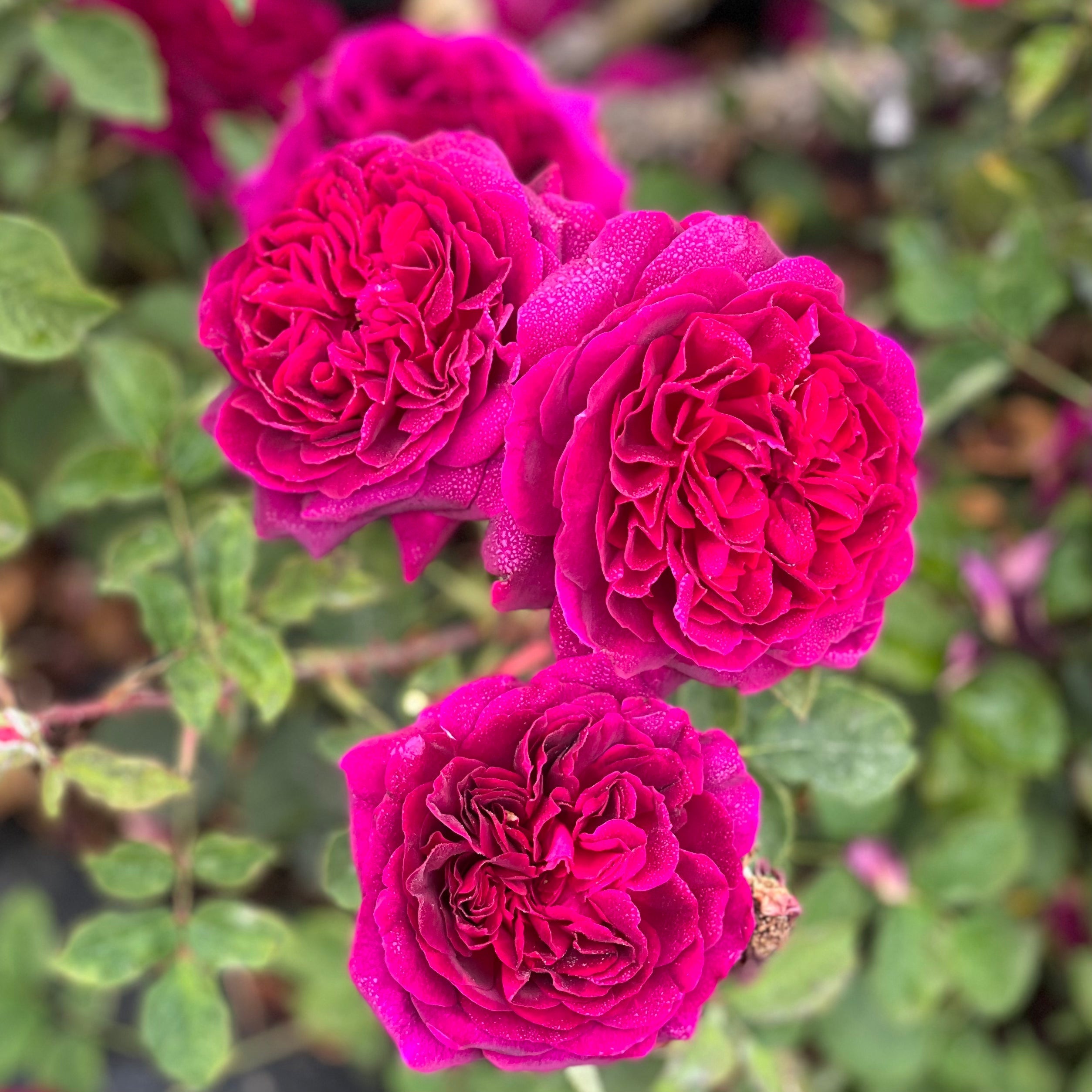 David Austin® Munstead Wood® Potted Rose Bush